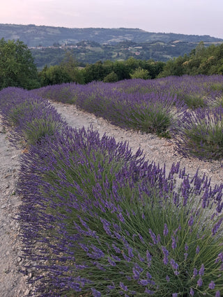 PROFUMO DI LAVANDA IN ALTA LANGA: il profumo d'ambiente di Acqua delle Langhe ispirato alle coltivazioni di lavanda in Piemonte